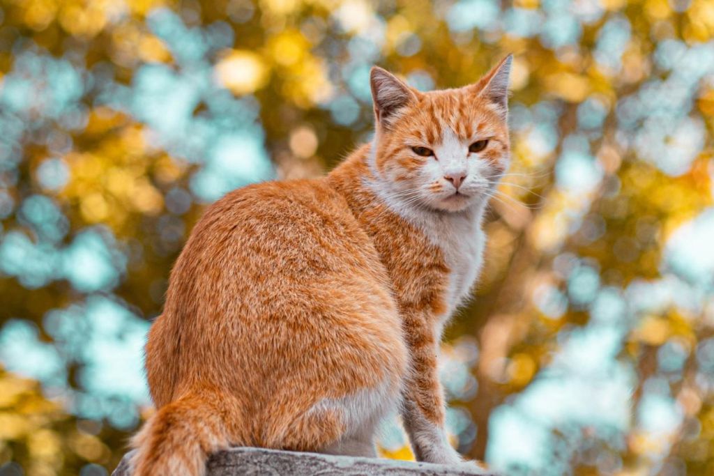 Ginger cat