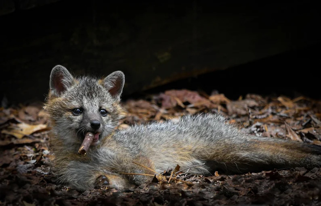 Gray Foxes with cigar-like stick in mouth
