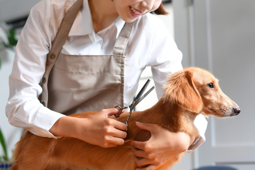 Grooming Needs of Mini Dachshund