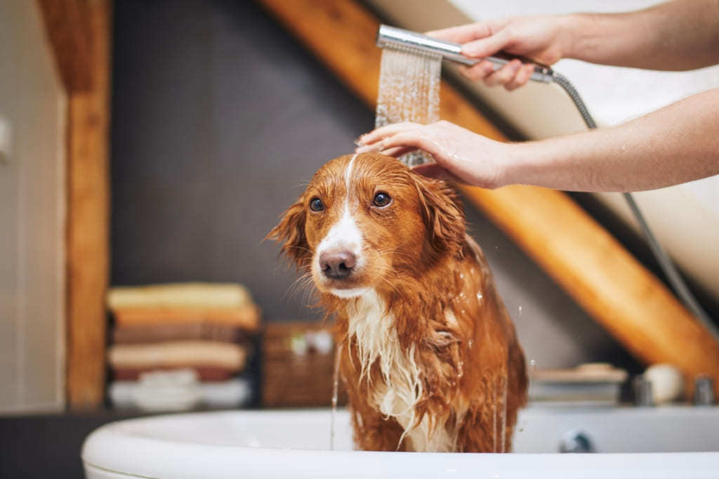 Grooming Needs of Nova Scotia Duck Tolling Retriever