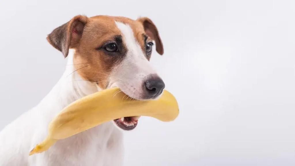 Dog holding a banana in mouth
