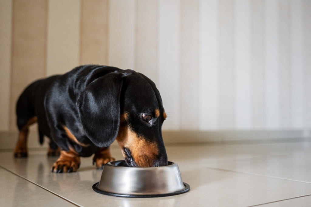 Health and Nutrition of Mini Dachshund