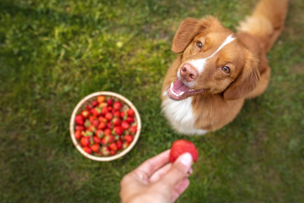 Health and Nutrition of Nova Scotia Duck Tolling Retriever