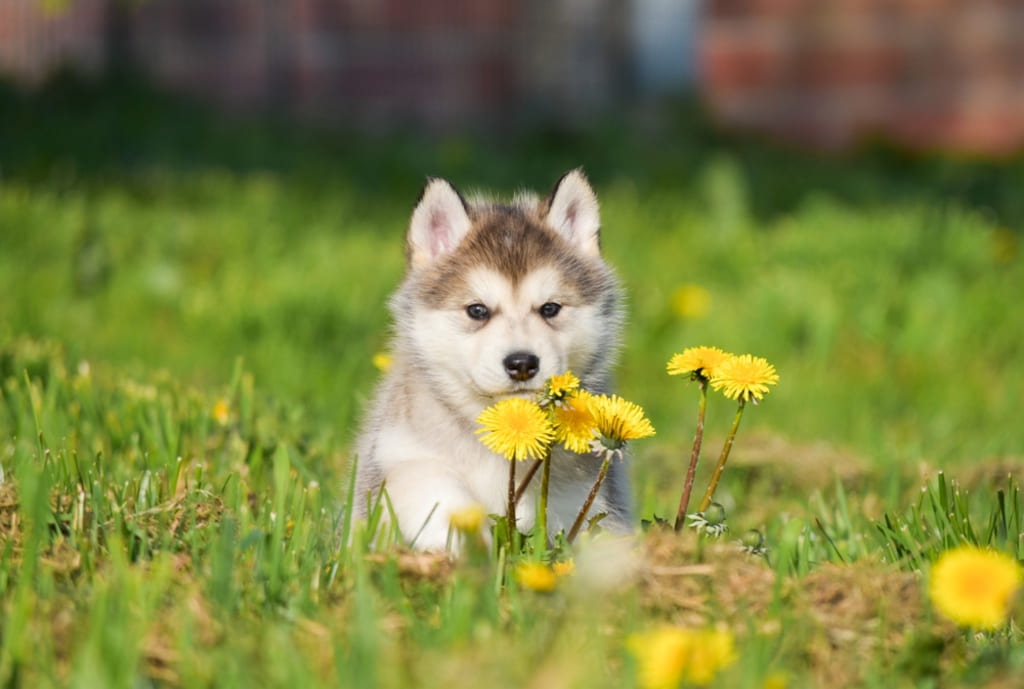 Health and Nutrition of Pomsky Dog
