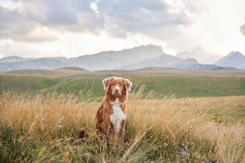 History of Nova Scotia Duck Tolling Retriever