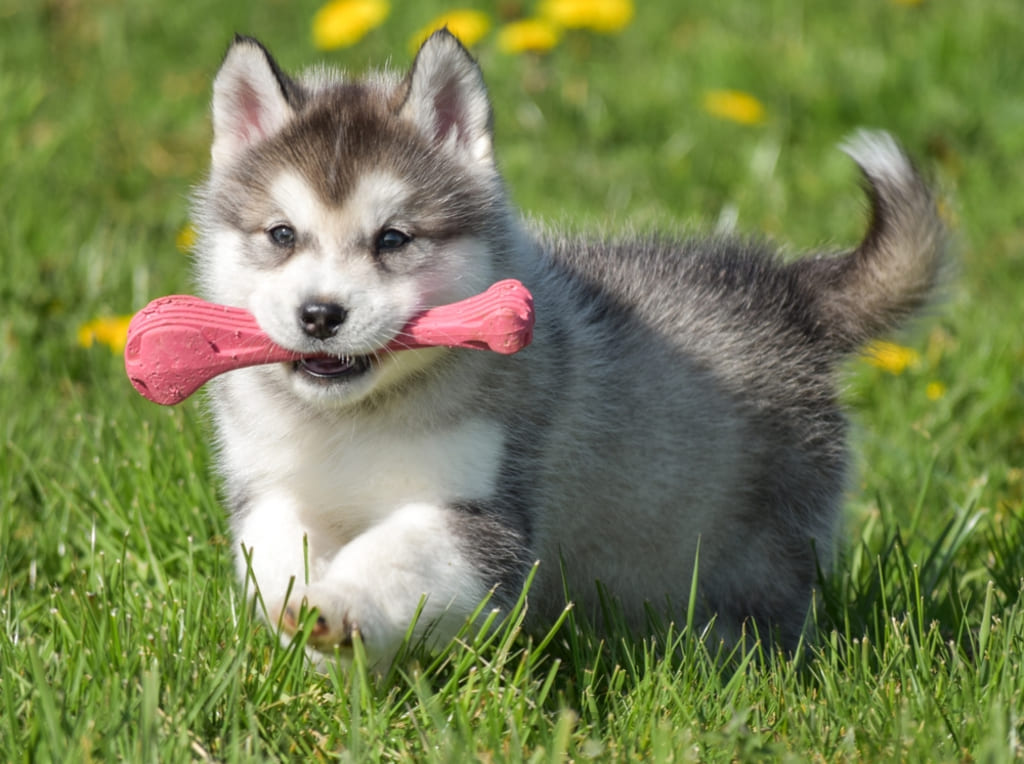 History of Pomsky Dog
