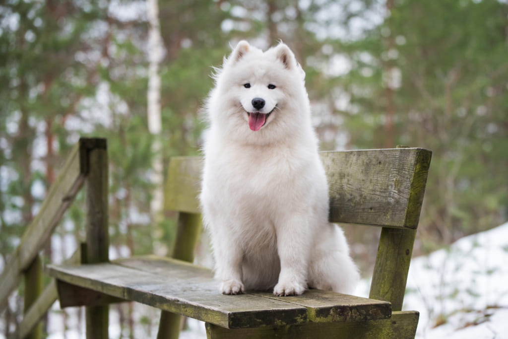 History of Samoyed Dog Breed