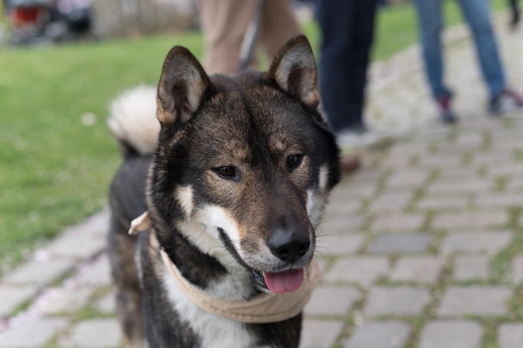 How to Reach Out to Shikoku Dog
