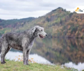 Irish Wolfhound Dog Breed