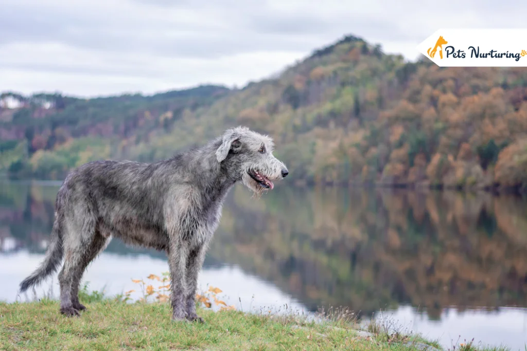 Irish Wolfhound Dog Breed