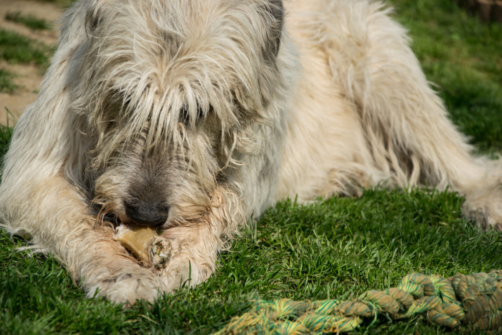 Irish Wolfhound Dog Eating