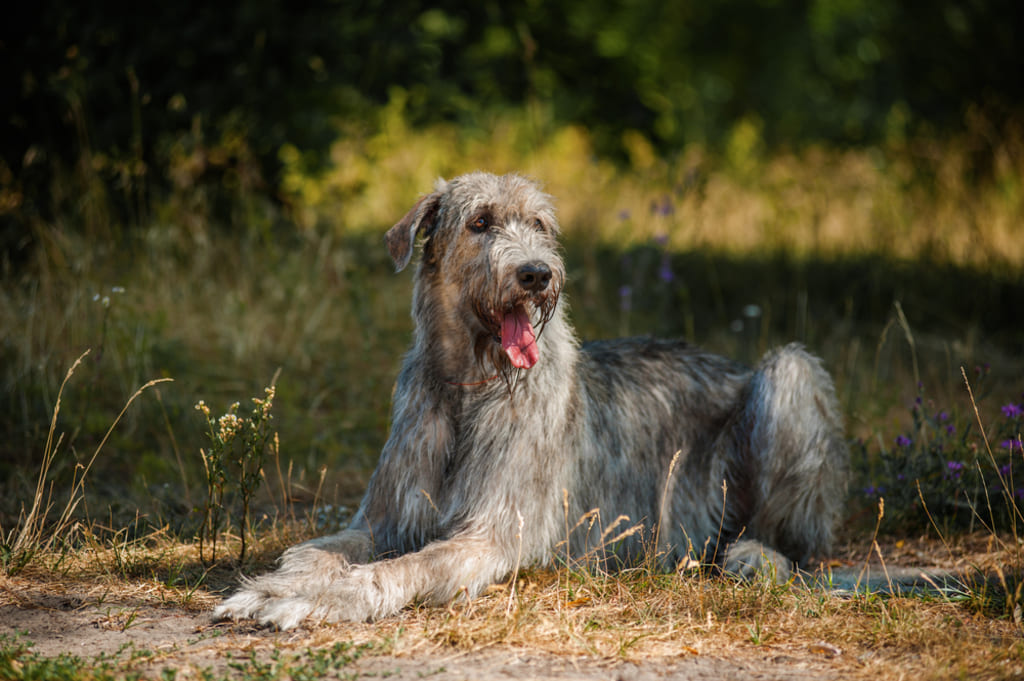 Irish Wolfhound Dog Lying on Grass