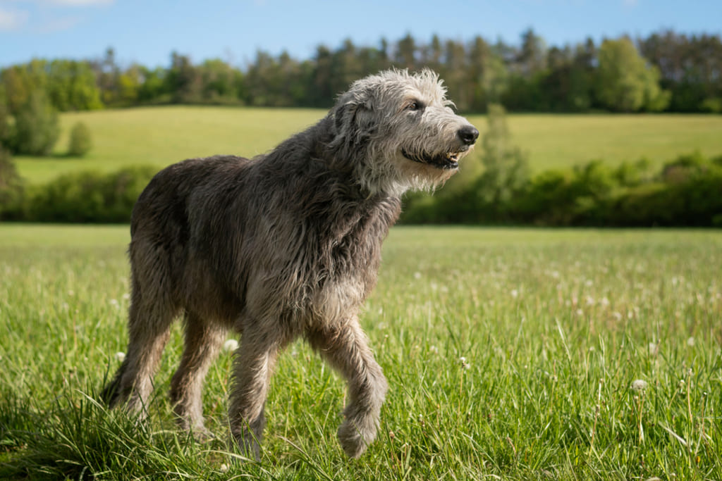 Irish Wolfhound Dog Walking