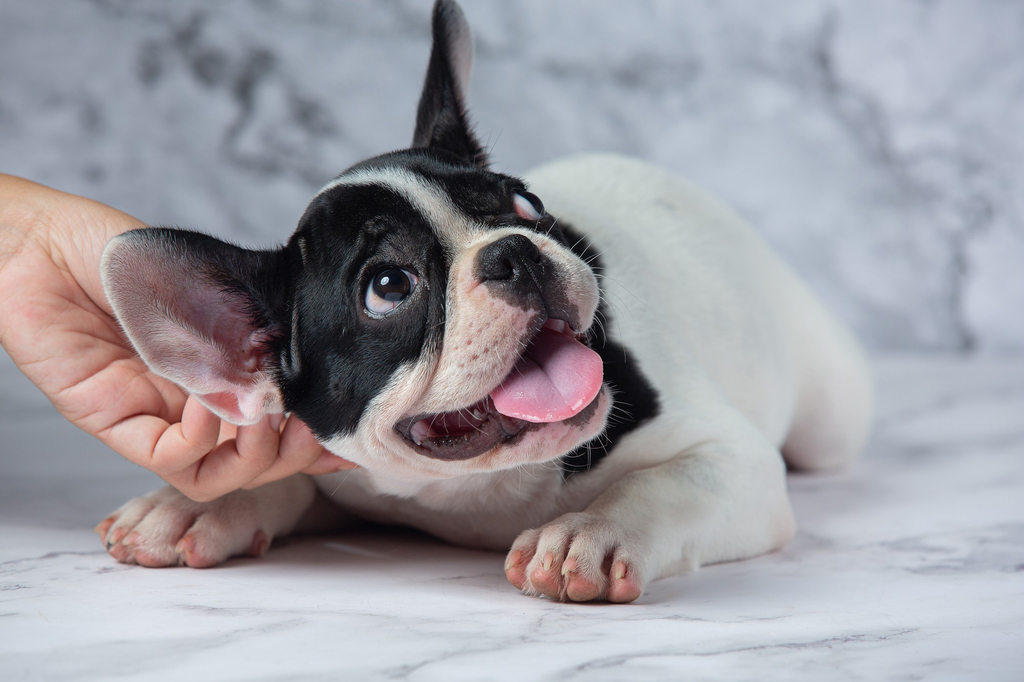 Itching in Pets