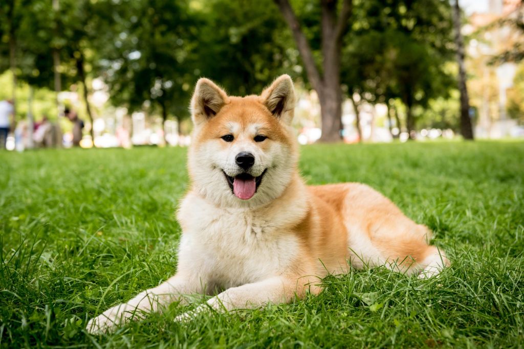 Japanese Spitz
