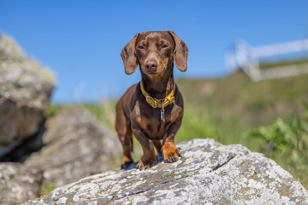 Life Span of Mini Dachshund