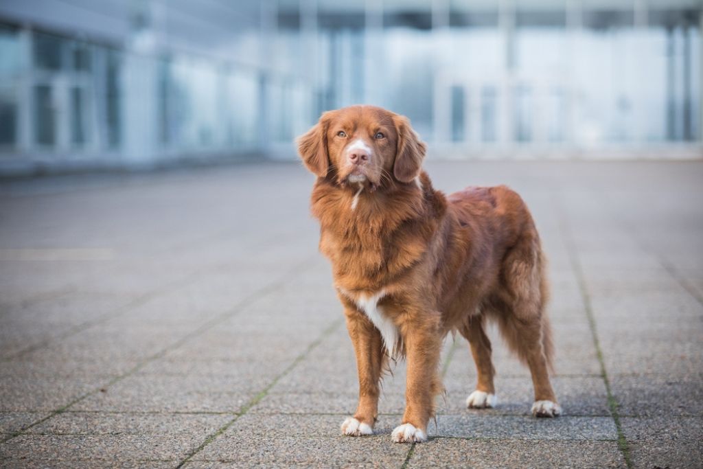 Life Span of Nova Scotia Duck Tolling Retriever