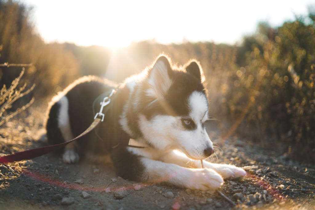 Life Span of Pomsky Dog