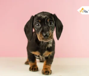 Mini Dachshund Dog Breed