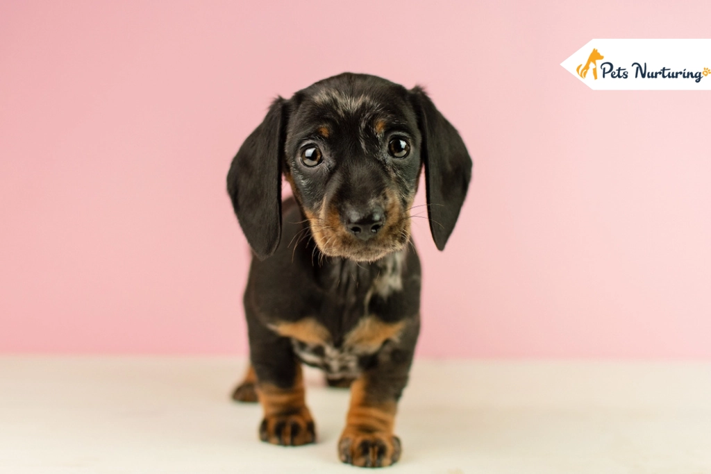 Mini Dachshund Dog Breed