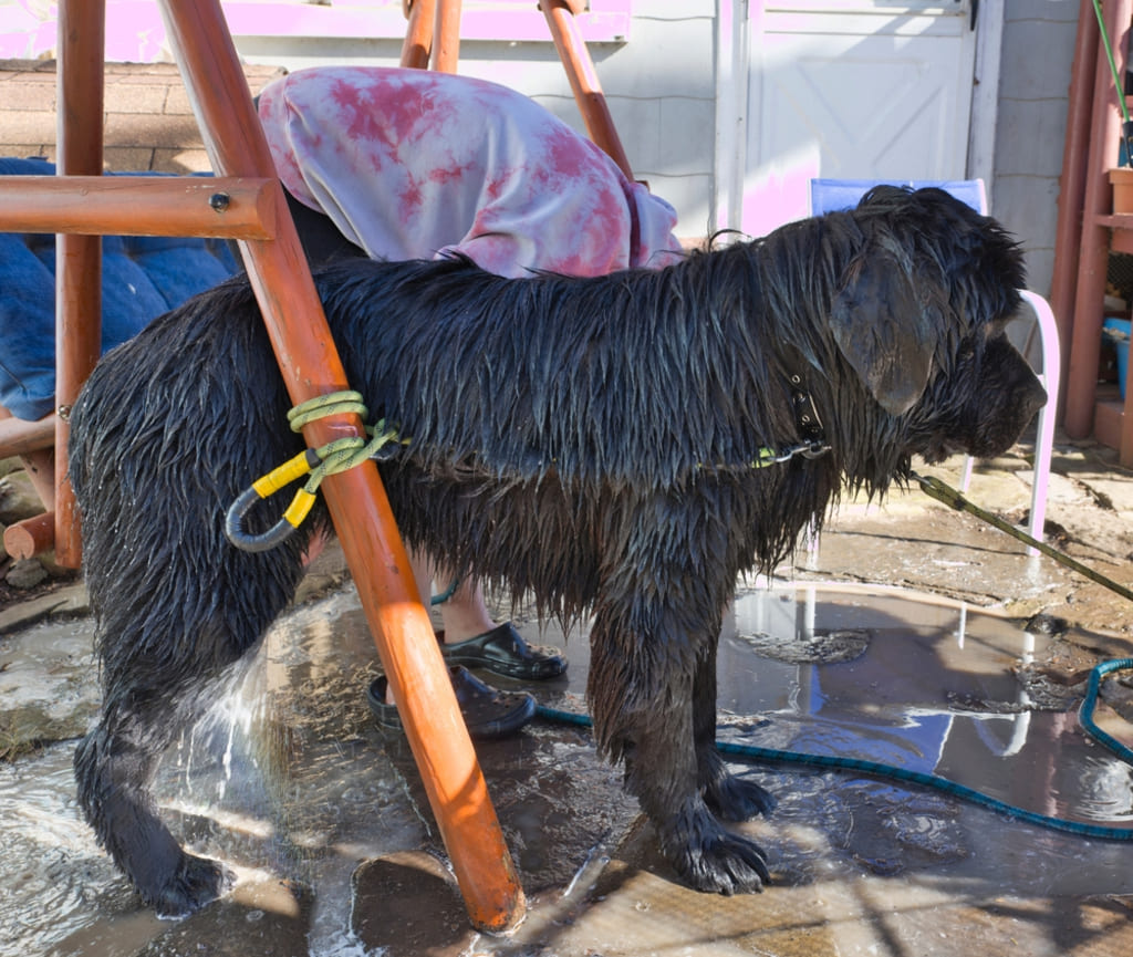 Newfoundland Dog Bathing