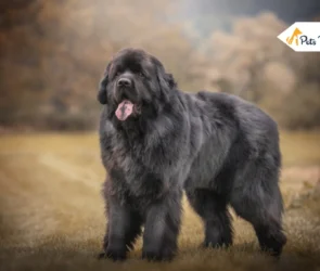 Newfoundland Dog Breed