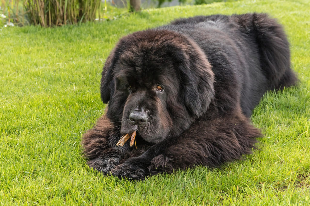 Newfoundland Dog Sitting and Eating