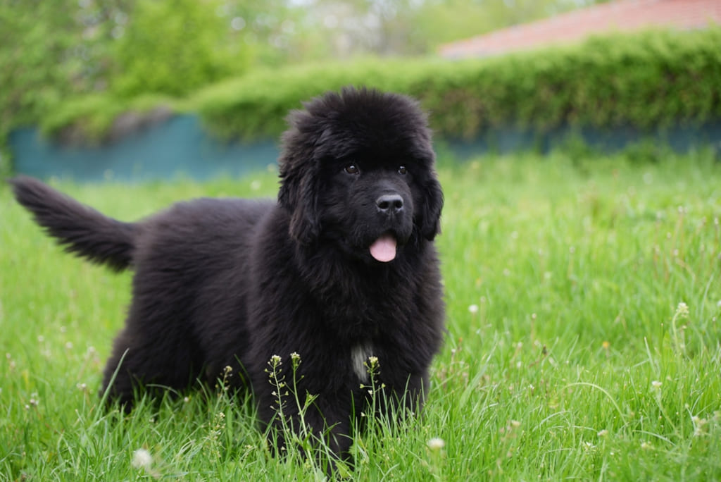 Newfoundland Dog Walking on Green Field