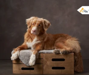 Nova Scotia Duck Tolling Retriever Dog