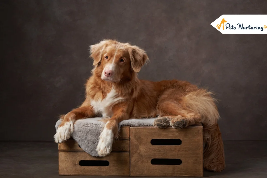 Nova Scotia Duck Tolling Retriever Dog