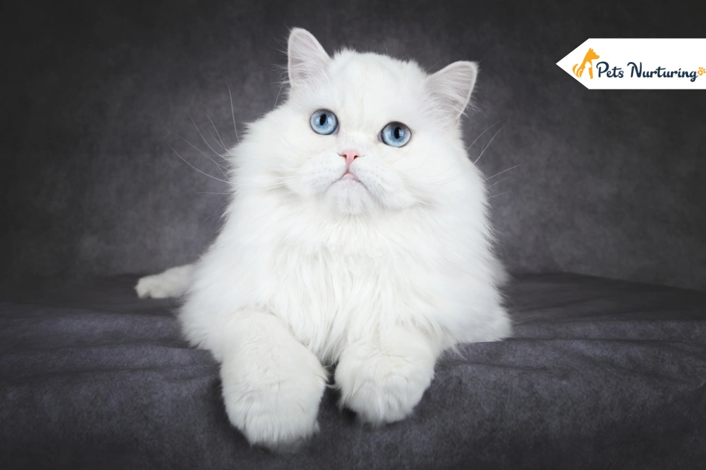 Persian Cat Breed