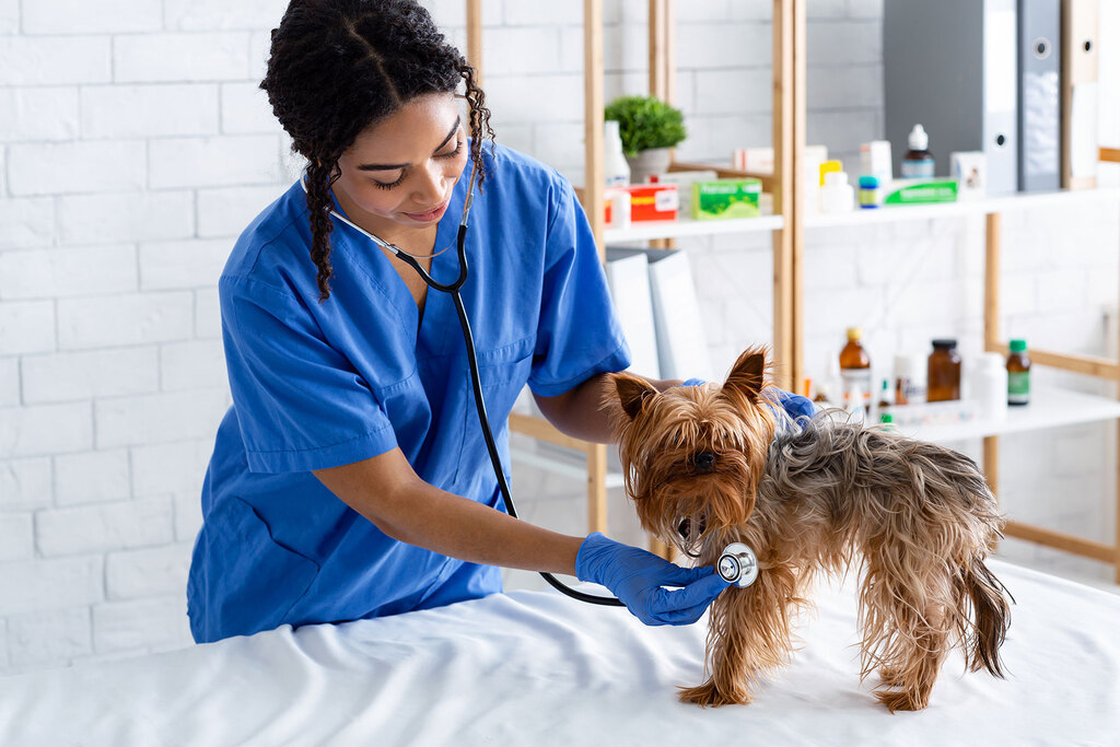 Pet Insurance covers medications