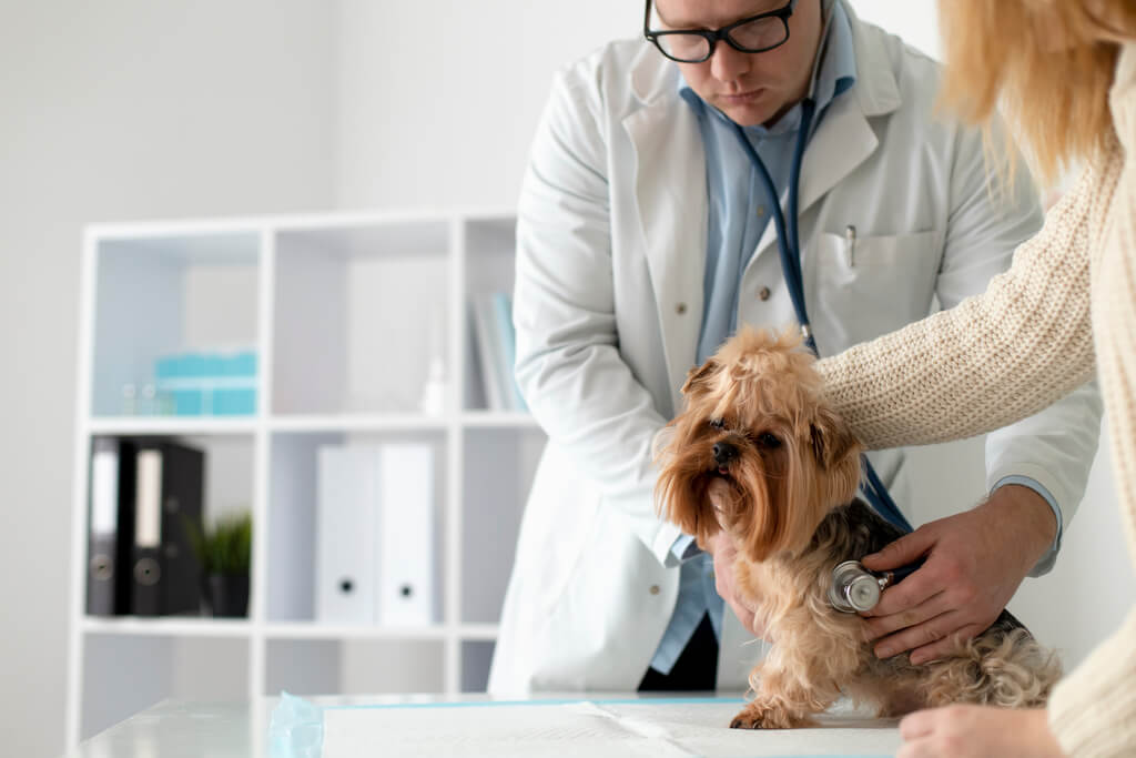 Pet Insurance Plan