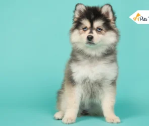 Pomsky Dog Breed
