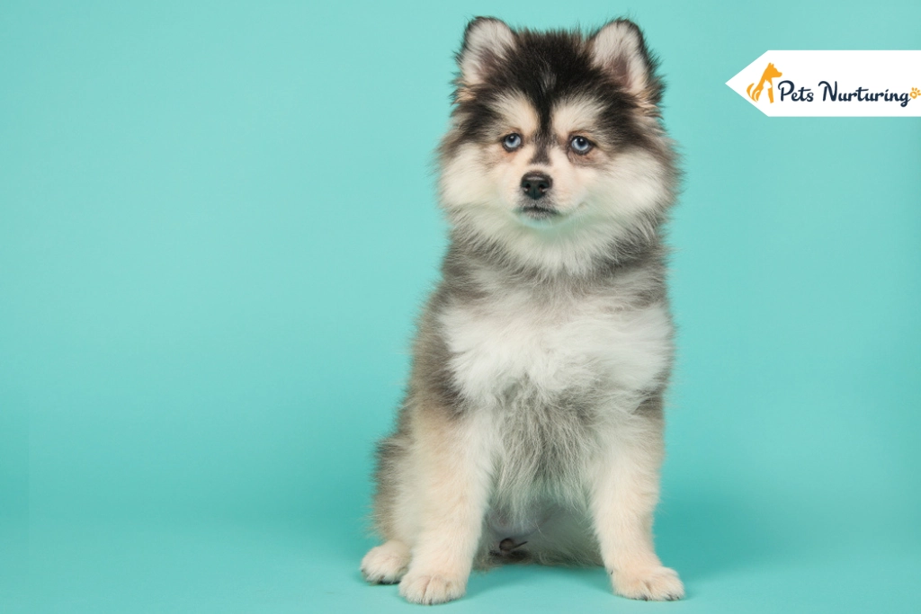 Pomsky Dog Breed