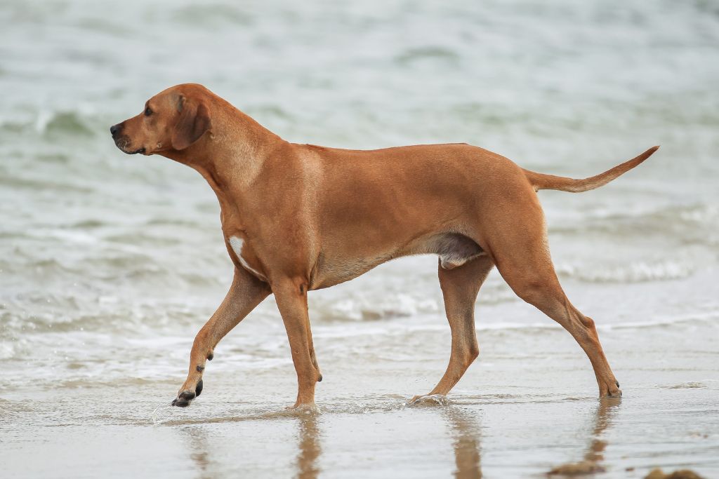 Rhodesian Ridgeback dog
