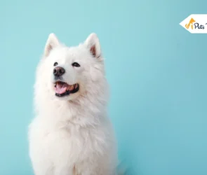 Samoyed Dog Breed