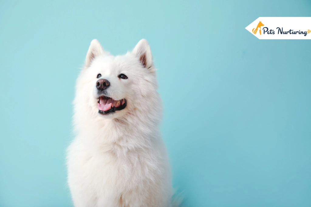 Samoyed Dog Breed