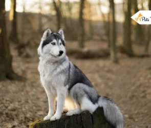Siberian Husky Dog Breed