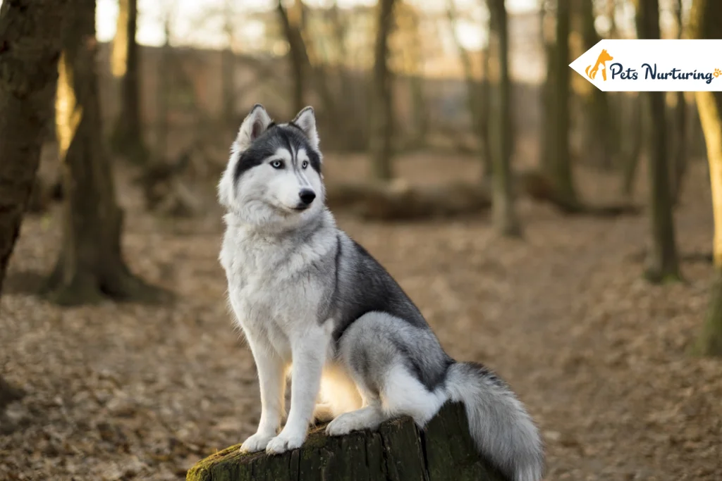Siberian Husky Dog Breed
