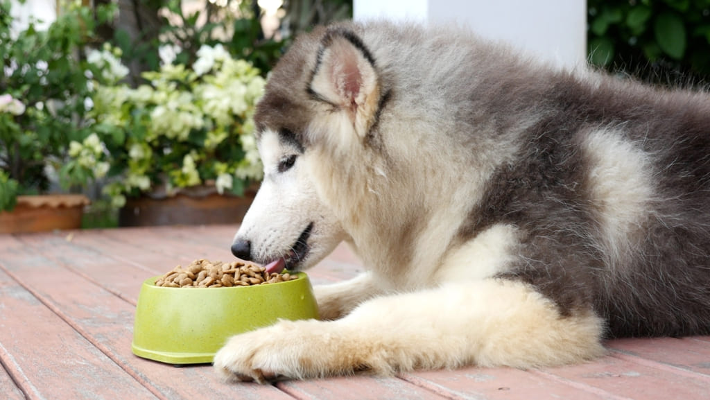 Siberian Husky Eating
