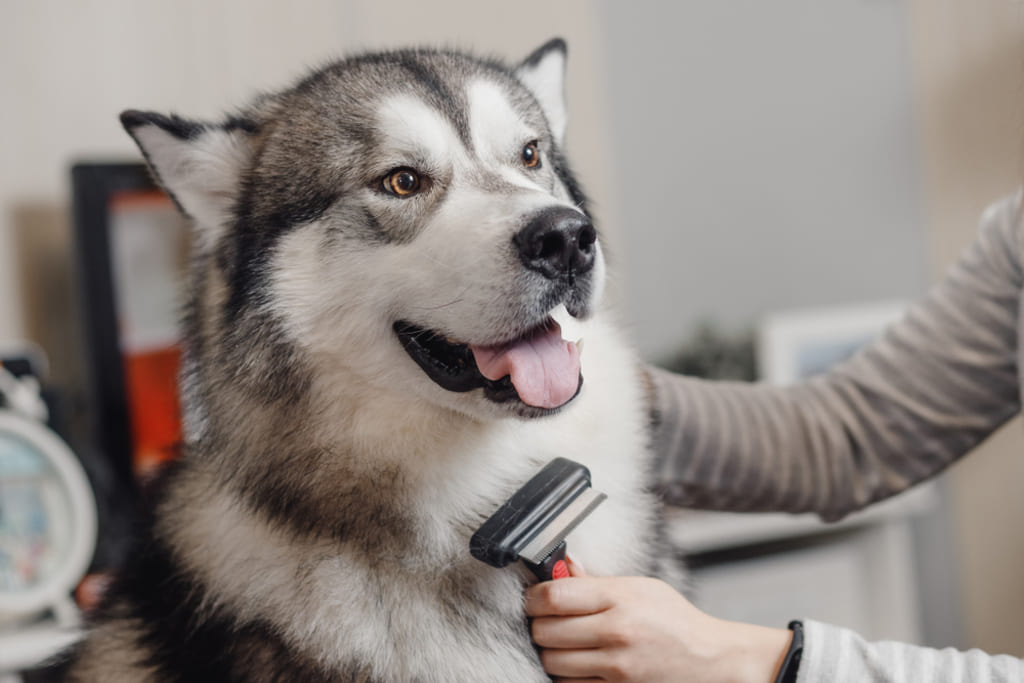 Siberian Husky Getting Groomed