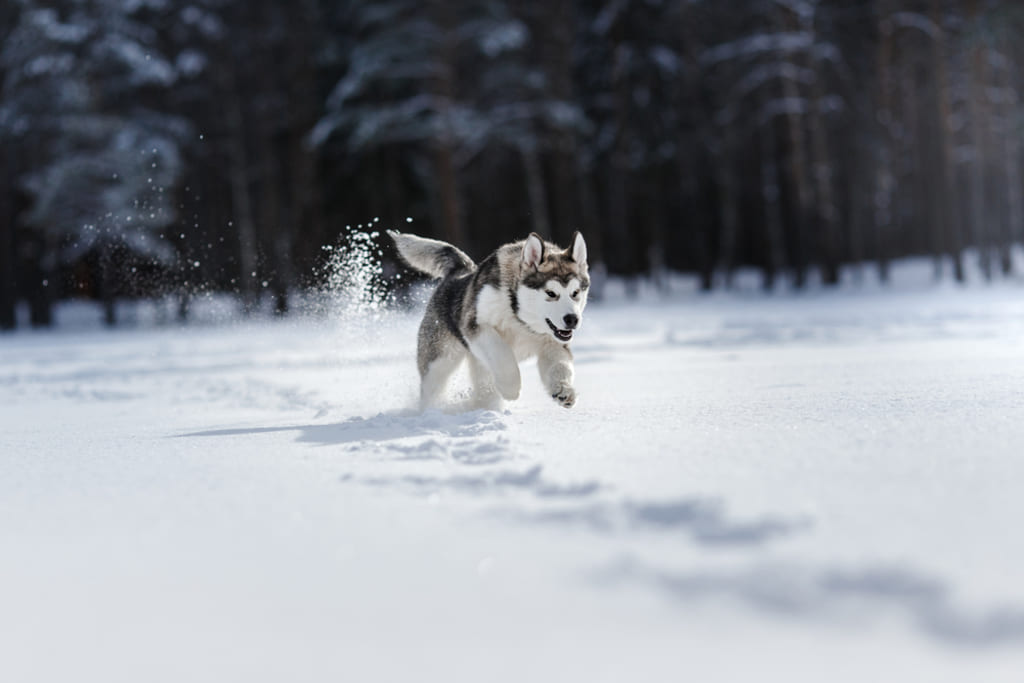Siberian Husky Running on Snow Field