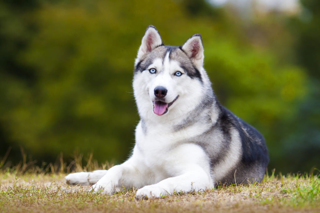 Siberian Husky Siting on Grass