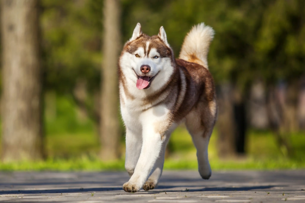 Siberian Husky Walking on Street