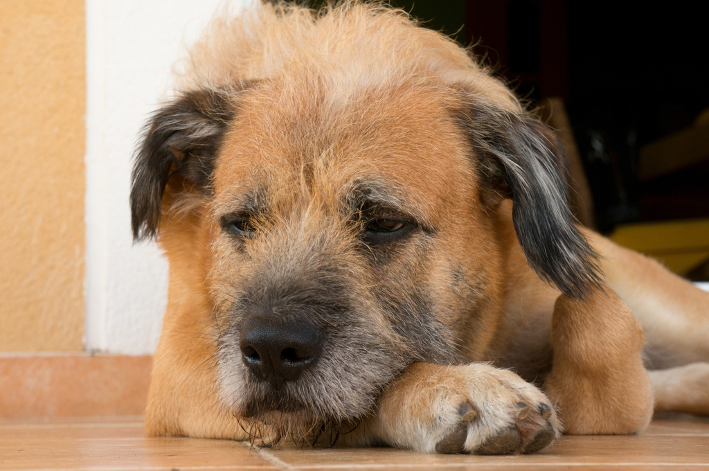 Swelling on pets face