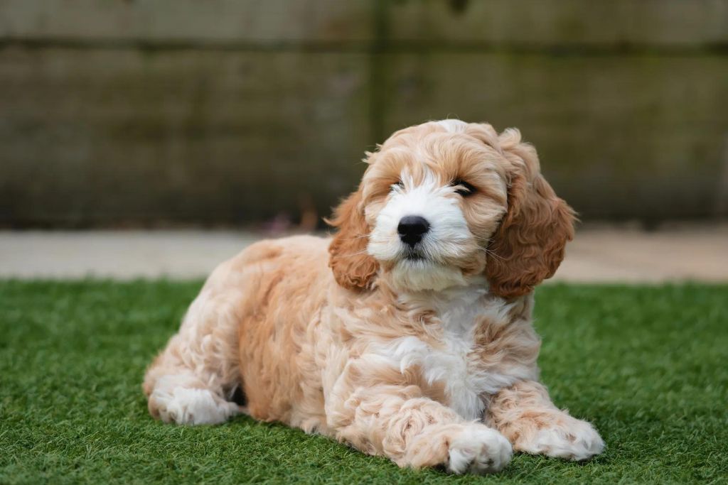 Training of Cockapoo Dog