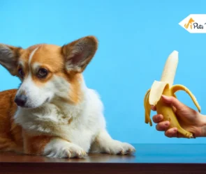 can dog eat banana