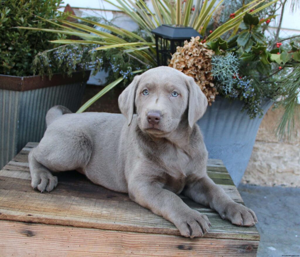 Appearance of Silver Labrador