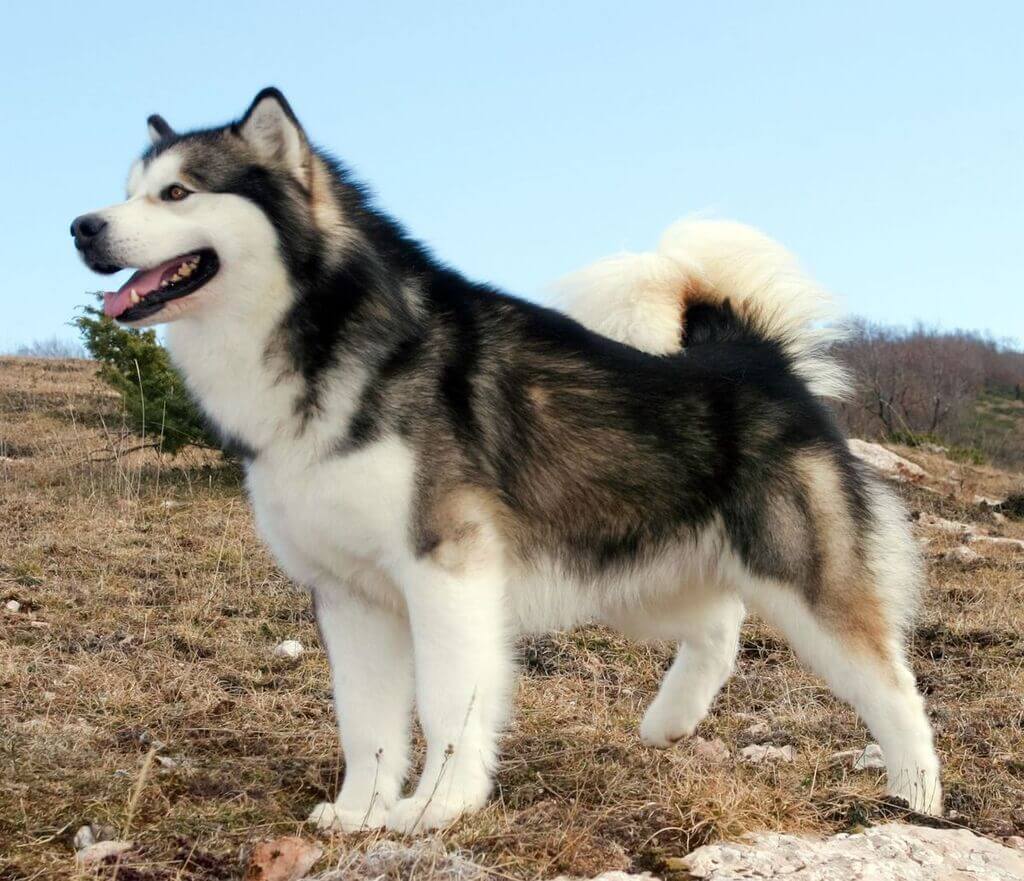 Giant Alaskan Malamute Size